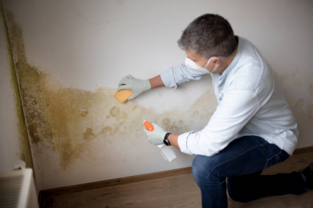 Woodacre, CA Mold Removal Company